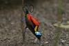 RareForestBirds (8)